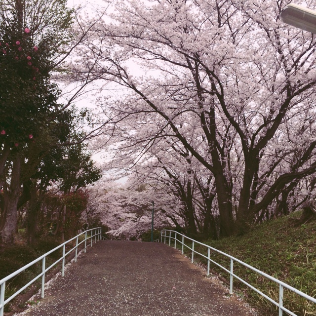 まつい しんいち