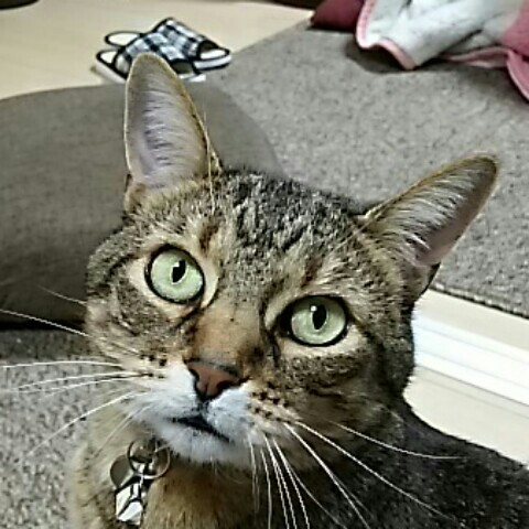 やすだか
