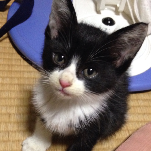 なかむらせつこ