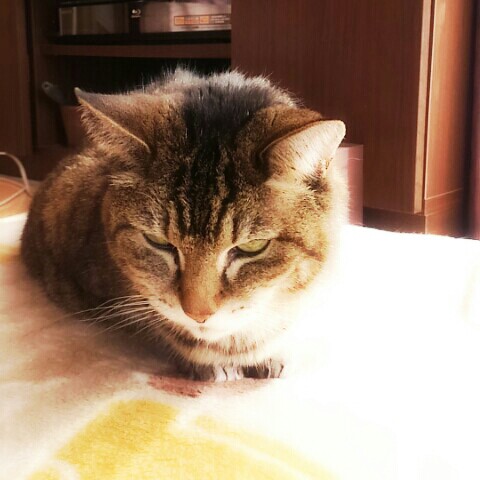 しろいちたかこ