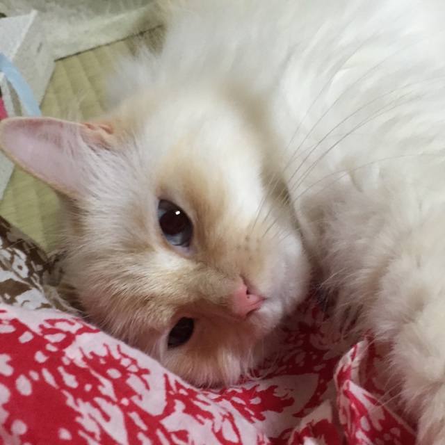 杉本恵子(せーら)