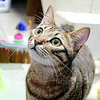 Show profile photo