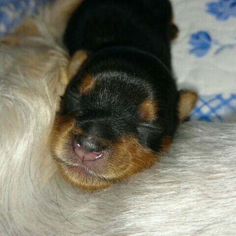 ほりいけんいち