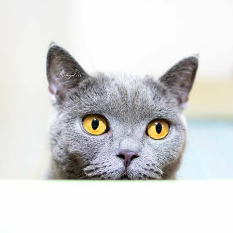 豫華(安齊)的頭像