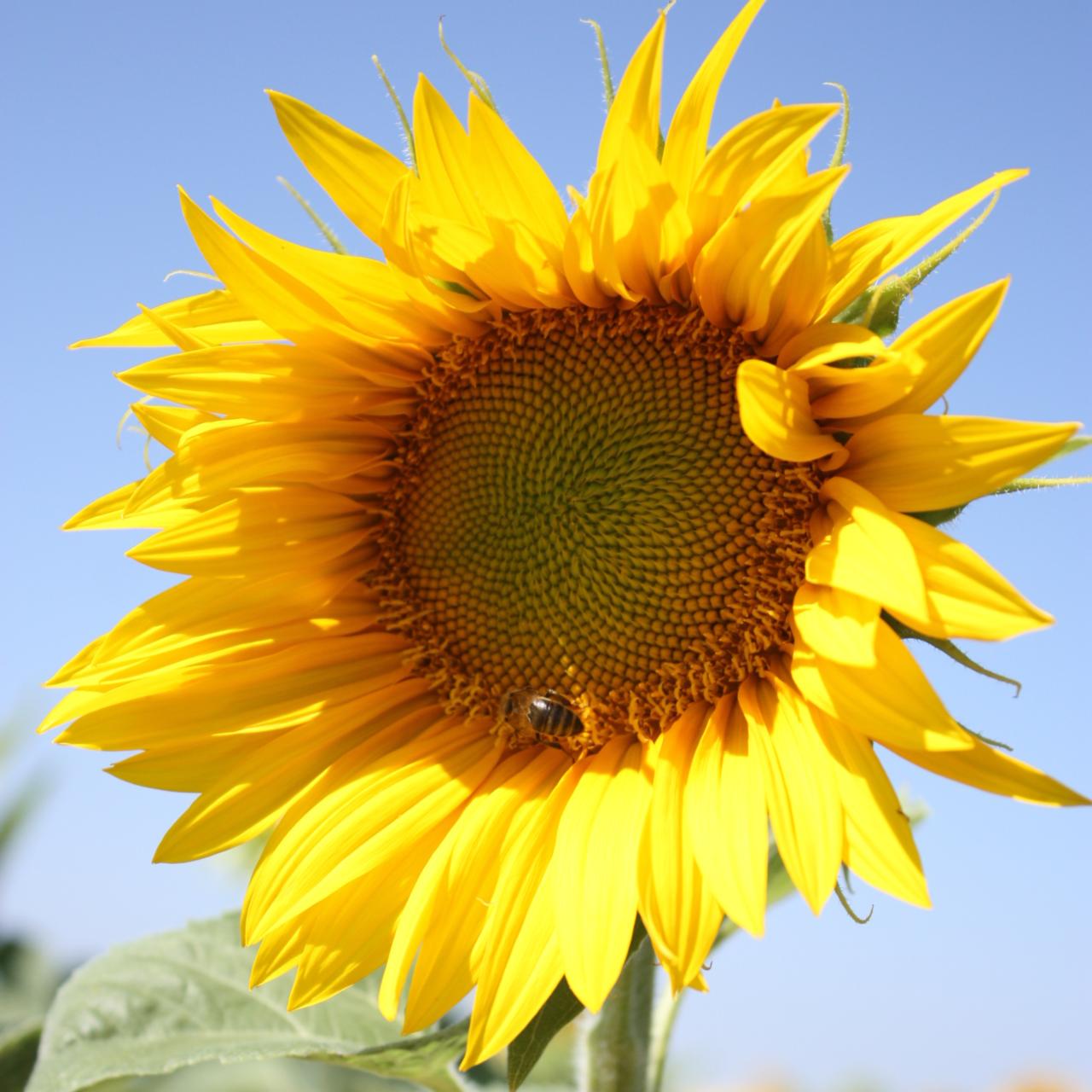 SUNNY