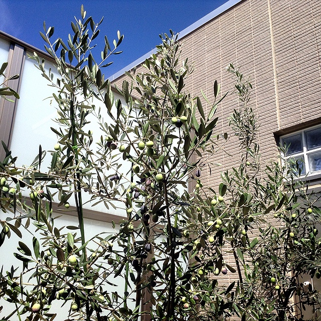 ファミリア柴田