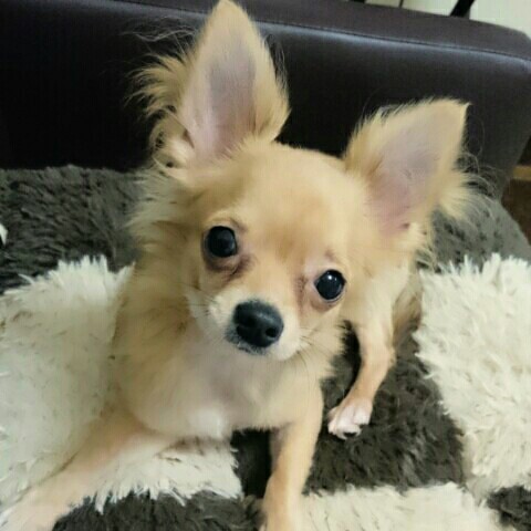 くうちゃんママ