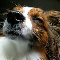 Show profile photo