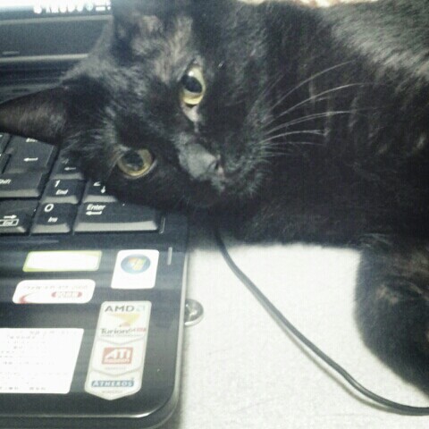 むらかみ❪まっこ❫