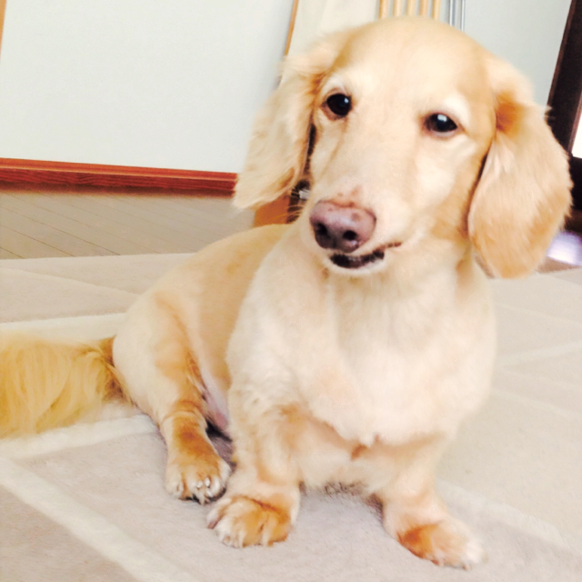 新潟レスキューボラうえの（うえき）