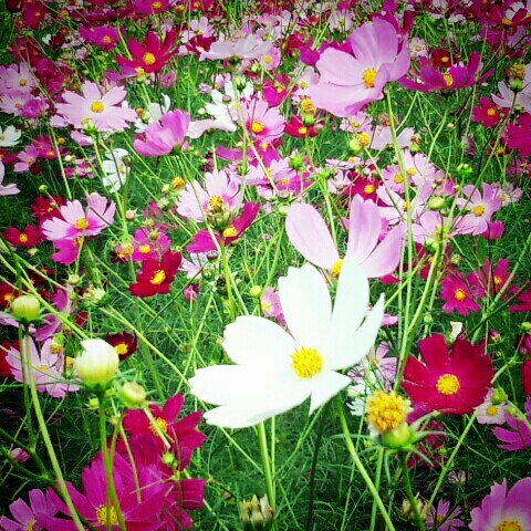 河地　幸子(大場)