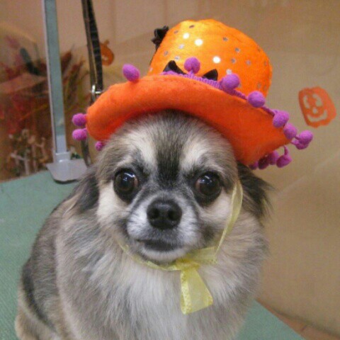 はしもと のりこ