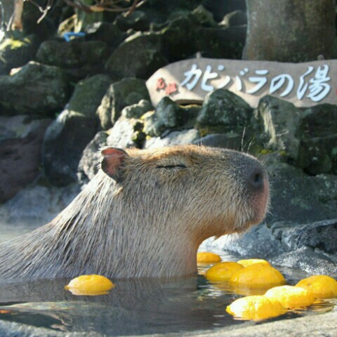 がっチーニ(izukougen nijinooka)