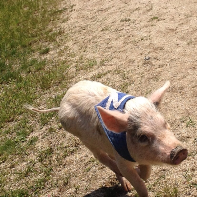 くのゆきこ（やました）