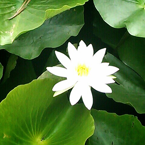 うだがわこうき