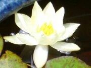 みつみぞしょうえい