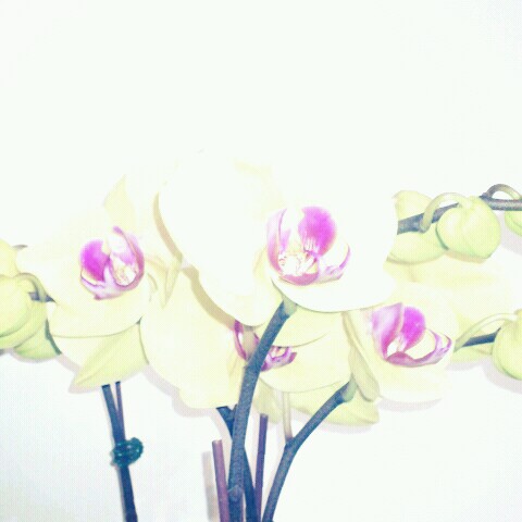 Sherry  Chiang的頭像