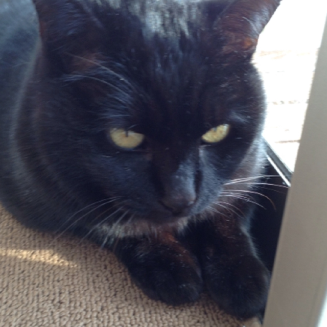 にゃん太の飼い主