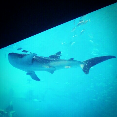 つまがりゆうこ