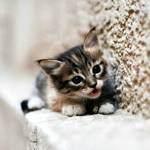 かずお やまもと