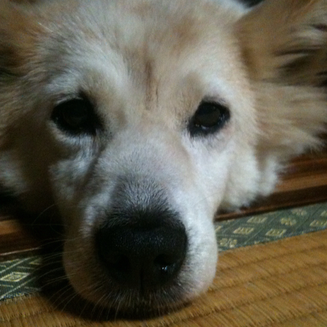 Harumi Mizuno Katano