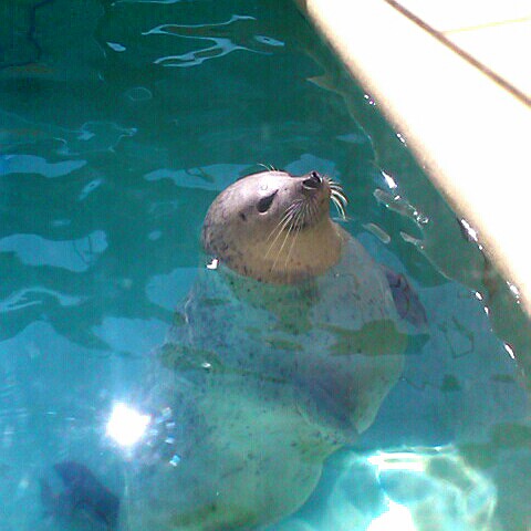 るりこしぼたん