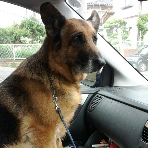 杉本忠久gtarou中折式ショット・ガン