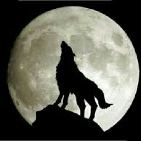 Five Wolves的頭像