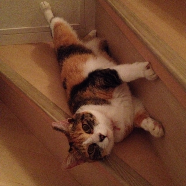 藤村(橋爪)智子