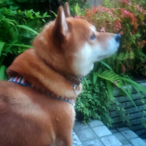 やまもとのりこ