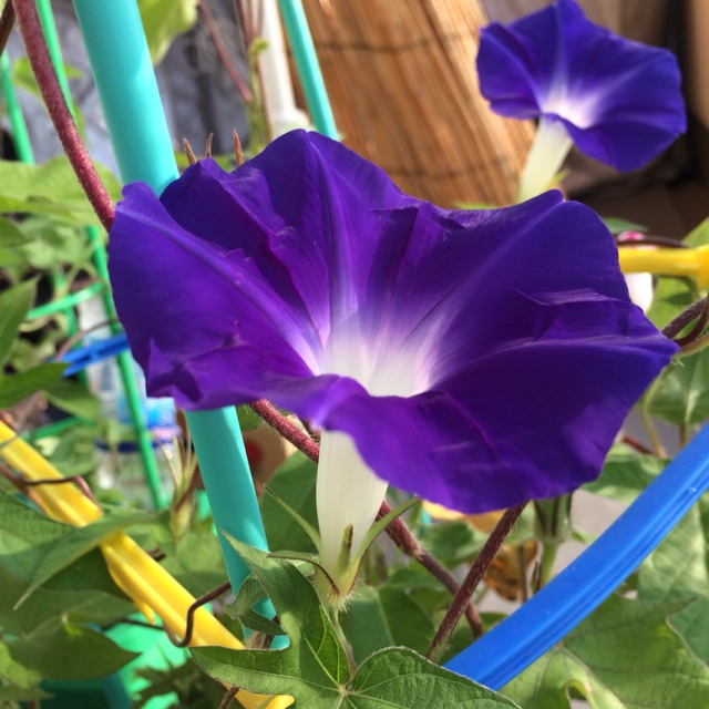 とりとり(佐原)