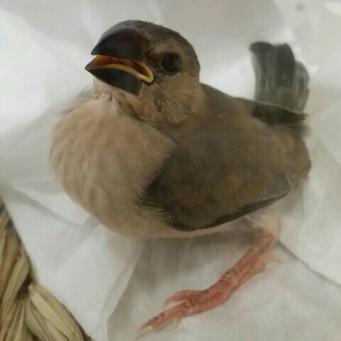 鳥野しもべ