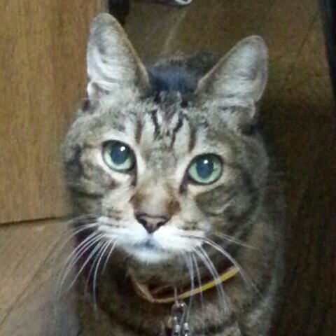 くろいしえいこ