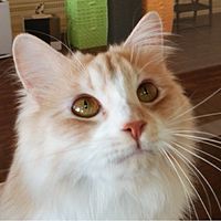 猫カフェ　キャッチー