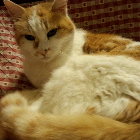 くろちゅ田くろの介