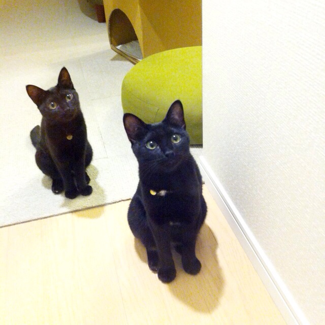 たちばなりえこ