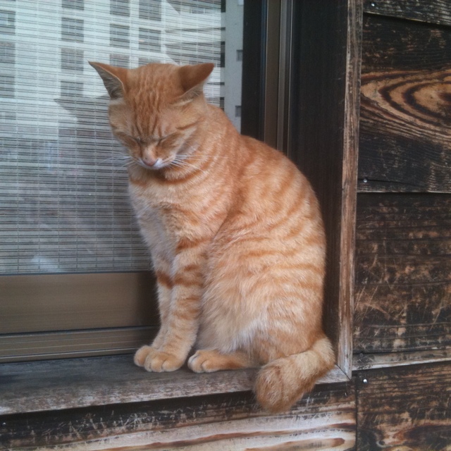 セキネヒサノブ