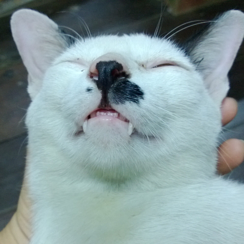 ตู่
