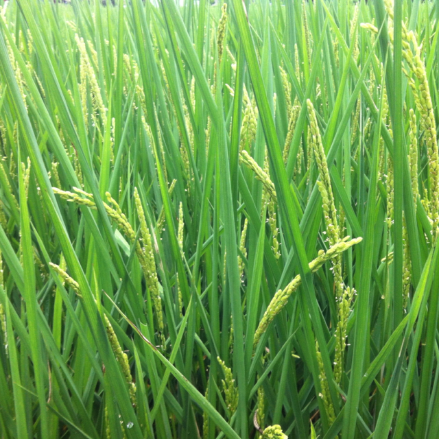 steve阿賢的頭像