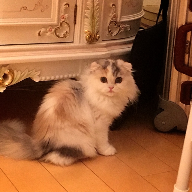 にしむたようすけ