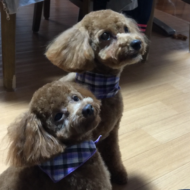 ひみつのよっちゃん"