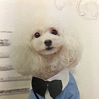 Show profile photo