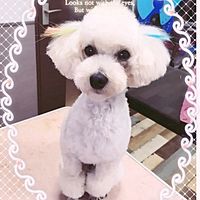 Show profile photo