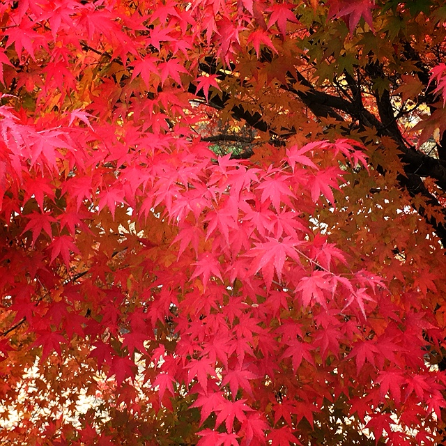 fumiko