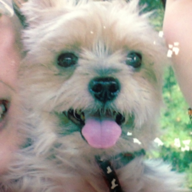 🐈ニャンタロウ🦍