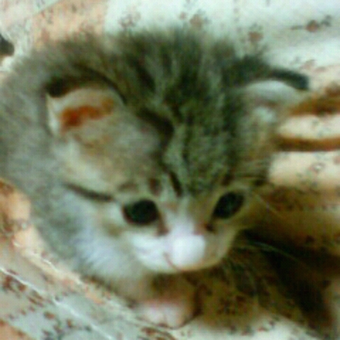 あおきりえこ