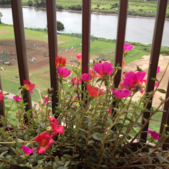 ごまめのはぎしり