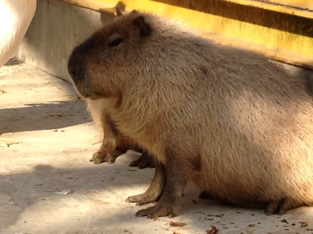 長谷川 ただし