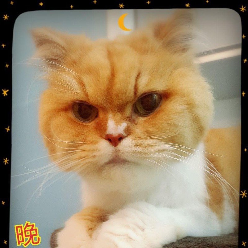 Vanessa chang的頭像