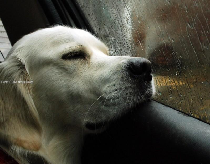 han dai hua（岱樺）